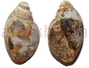 Heera Shankh 0246 35